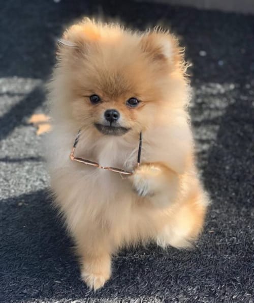 Free download and print of cute pet pictures – adorable cats, dogs, puppies and kittens for home decor, crafts, gifts and animal lovers.