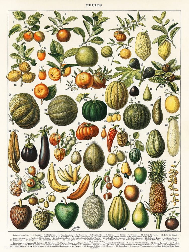C:\Users\Owner\Documents\WYSIWYG Web Builder\FreeClassicImages281222\vintage-botanical-illustrations-flowers-trees-fruit-vegatables-261.j