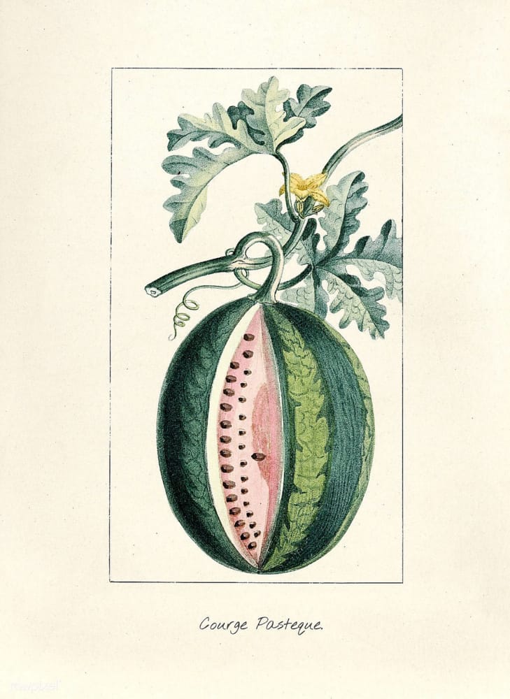 C:\Users\Owner\Documents\WYSIWYG Web Builder\FreeClassicImages281222\vintage-botanical-illustrations-flowers-trees-fruit-vegatables-261.j