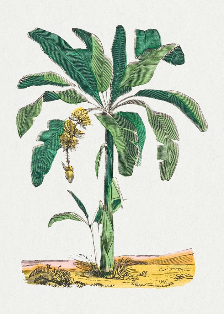 C:\Users\Owner\Documents\WYSIWYG Web Builder\FreeClassicImages281222\vintage-botanical-illustrations-flowers-trees-fruit-vegatables-261.j