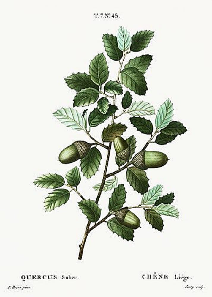 C:\Users\Owner\Documents\WYSIWYG Web Builder\FreeClassicImages281222\vintage-botanical-illustrations-flowers-trees-fruit-vegatables-261.j