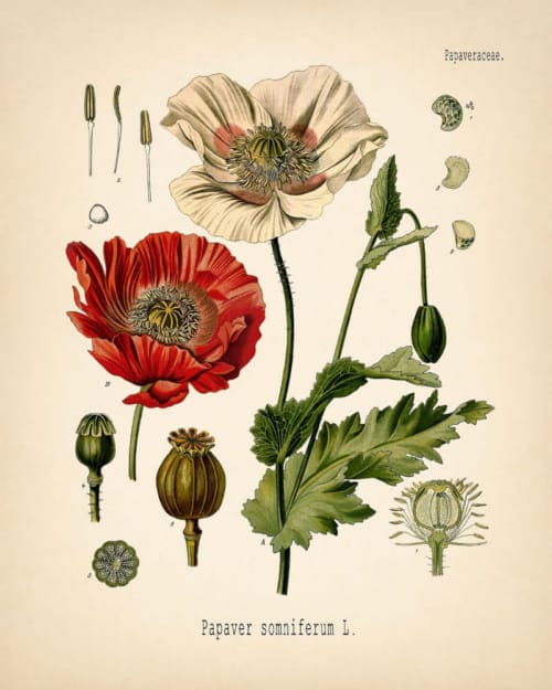Free download and print of vintage botanical art – detailed antique plant illustrations and floral drawings for decor, education, and crafts.